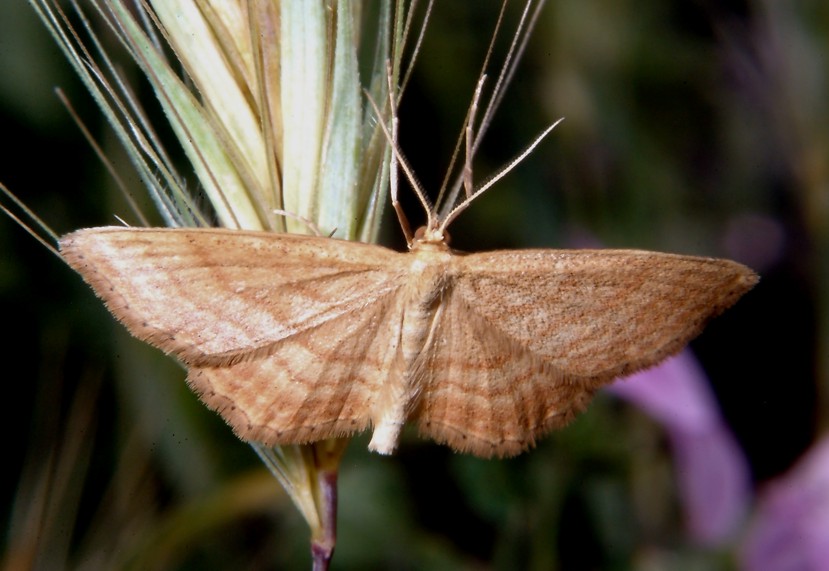 Idaea ochrata